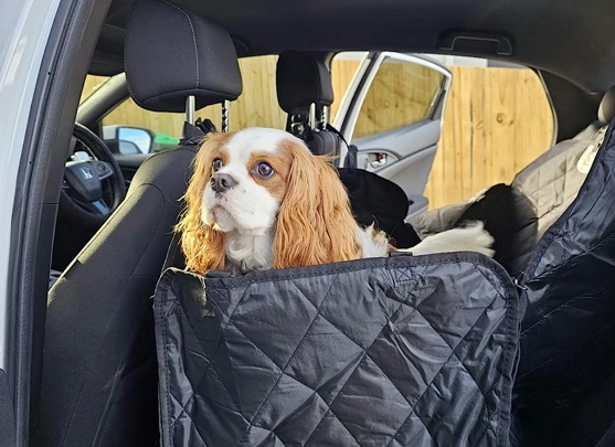 Warum brauchen Sie OEMCOVER Haustier abdeckungen?