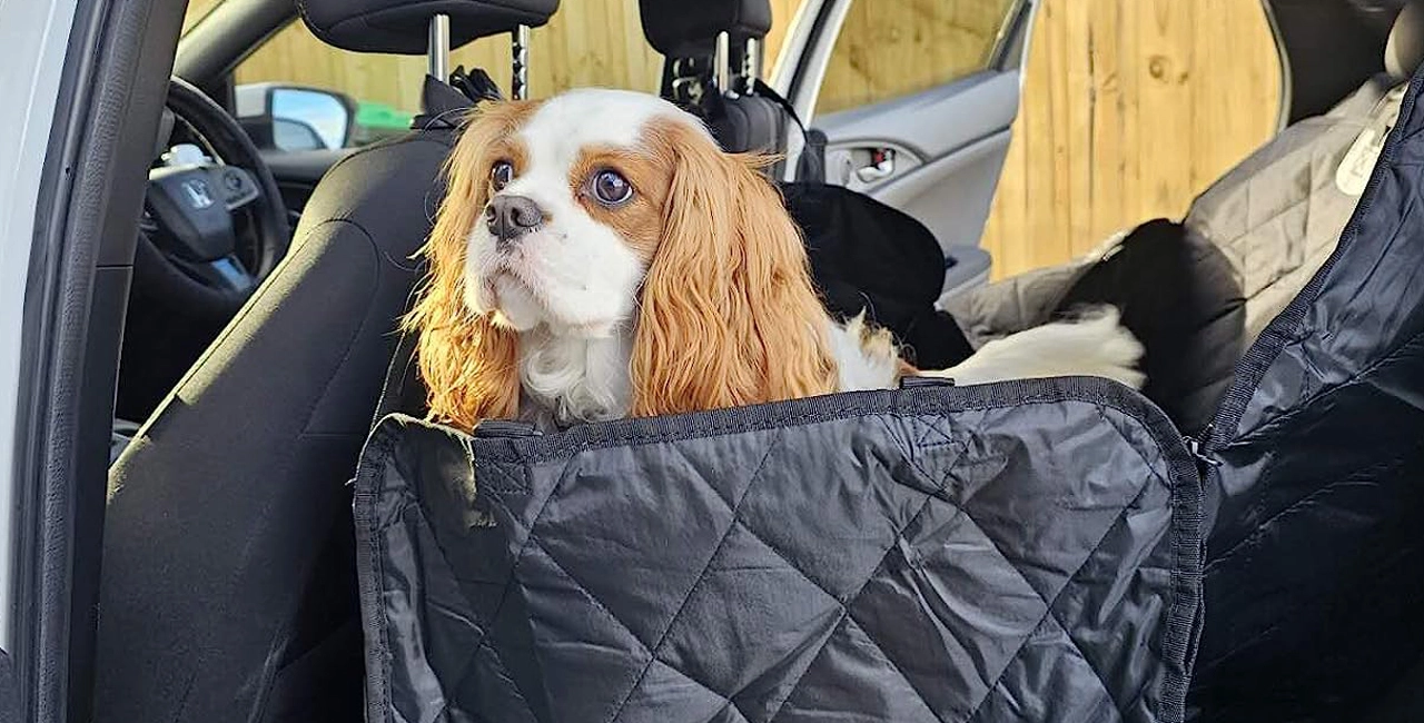 Hunde autos itz bezug